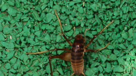 Long antennae / 长长的触角