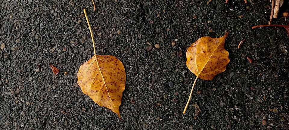 Fallen leaves as they decay / 逐渐腐烂的落叶