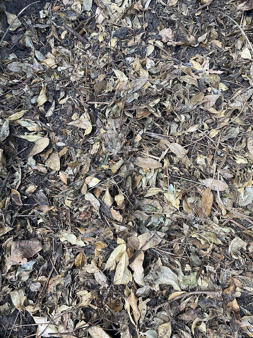 Decaying leaves / 腐烂的落叶