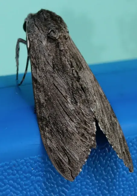 Our school moth / 学校里的飞蛾