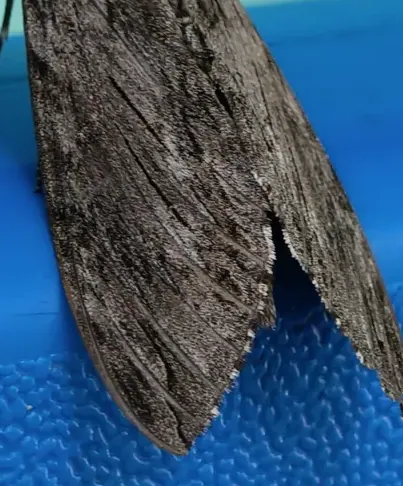 Long wings / 长长的翅膀