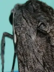 An eye / 一只眼睛
