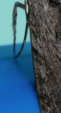 Gripping legs / 抓住物体的腿
