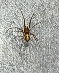 Our school spider / 学校里的蜘蛛