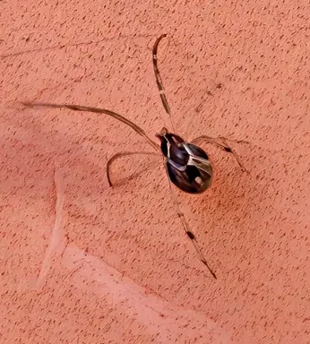 Another school spider / 学校里的另一只蜘蛛